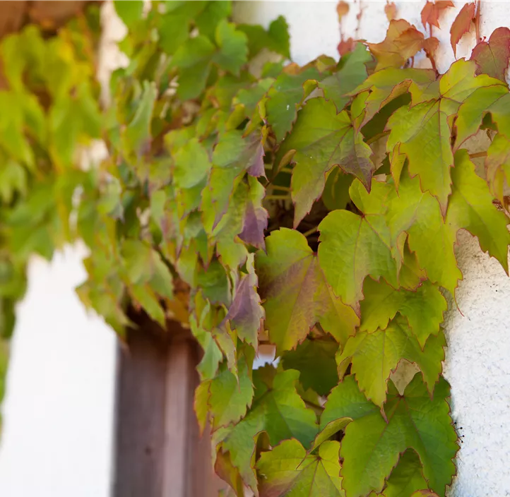 Dreilappige Jungfernrebe 'Veitchii', 3 Liter Topf