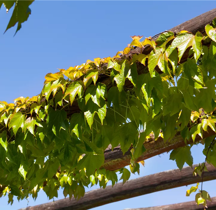 Dreilappige Jungfernrebe 'Veitchii', 3 Liter Topf