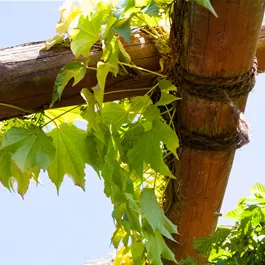 Parthenocissus tricuspidata Veitchii