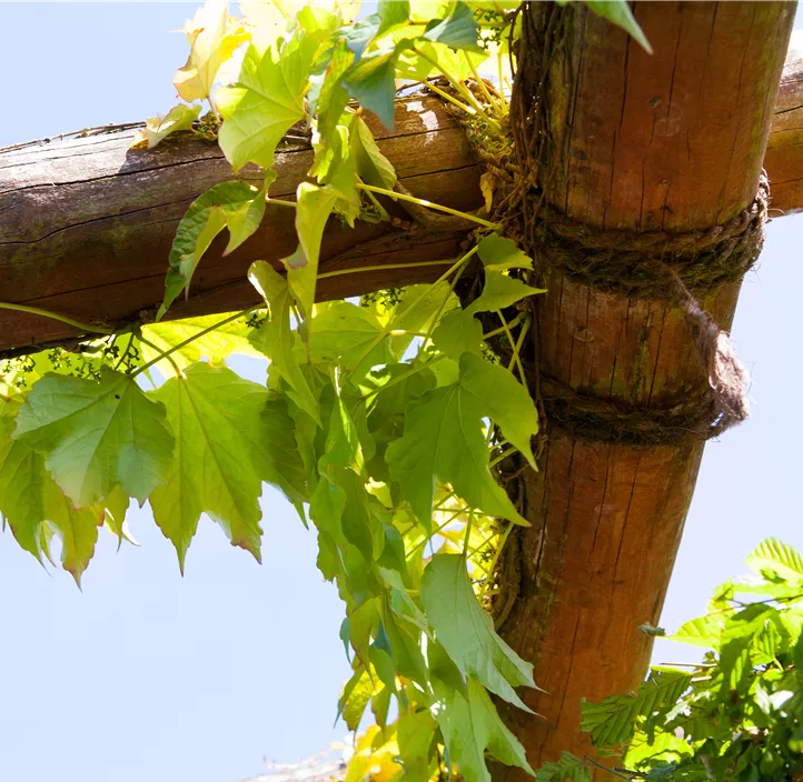 Dreilappige Jungfernrebe 'Veitchii', 3 Liter Topf