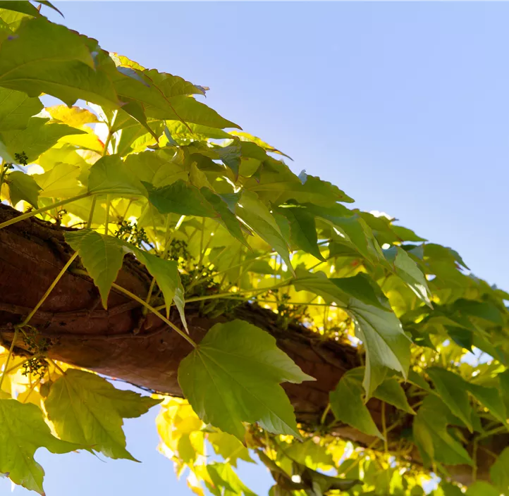 Dreilappige Jungfernrebe 'Veitchii', 3 Liter Topf