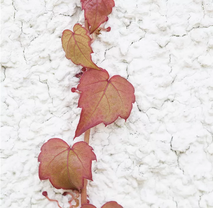 Dreilappige Jungfernrebe 'Veitchii', 3 Liter Topf