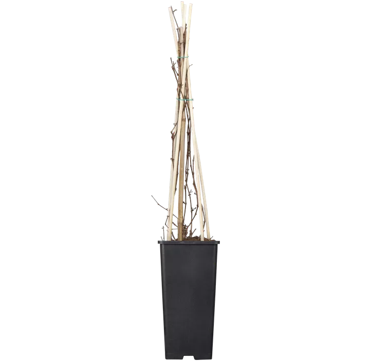 Dreilappige Jungfernrebe 'Veitchii', 3 Liter Topf