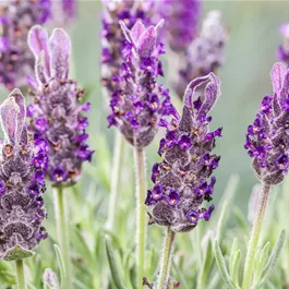 Lavandula stoechas Unsere Besten