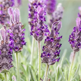 Garten-Schopf-Lavendel 'Anouk'