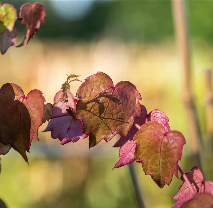 Dreilappige Jungfernrebe 'Veitchii', 3 Liter Topf