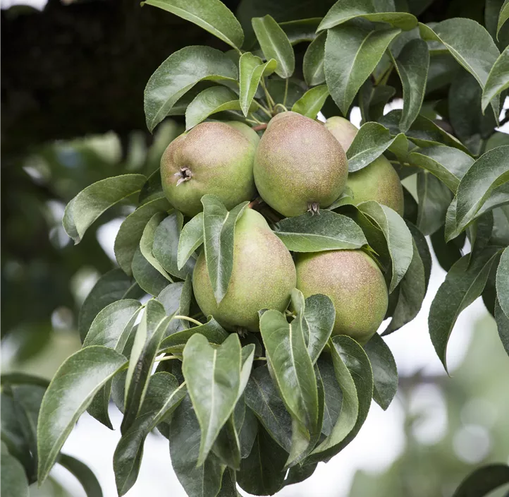 Birne 'Nordhäuser Winterforelle'