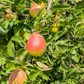Pyrus communis Winterforelle