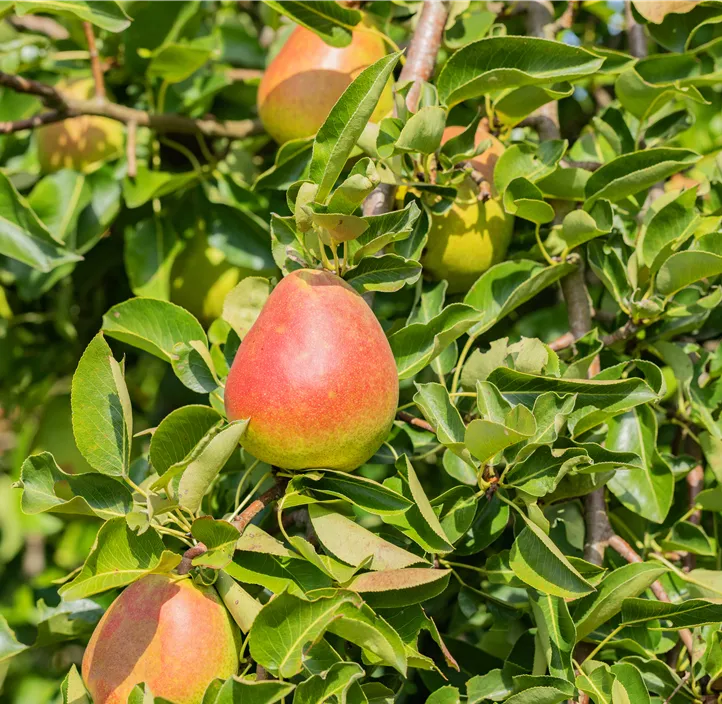 Birne 'Nordhäuser Winterforelle'