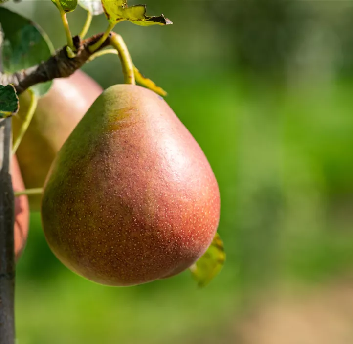 Bio Säulenbirne 'Starline'