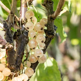 Ribes rubrum Weisse Versailles