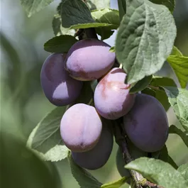 Prunus domestica Cacaks Beste