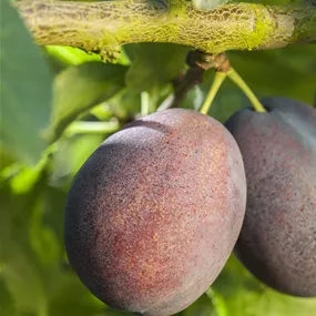 Prunus domestica Graf Althans Reneklode