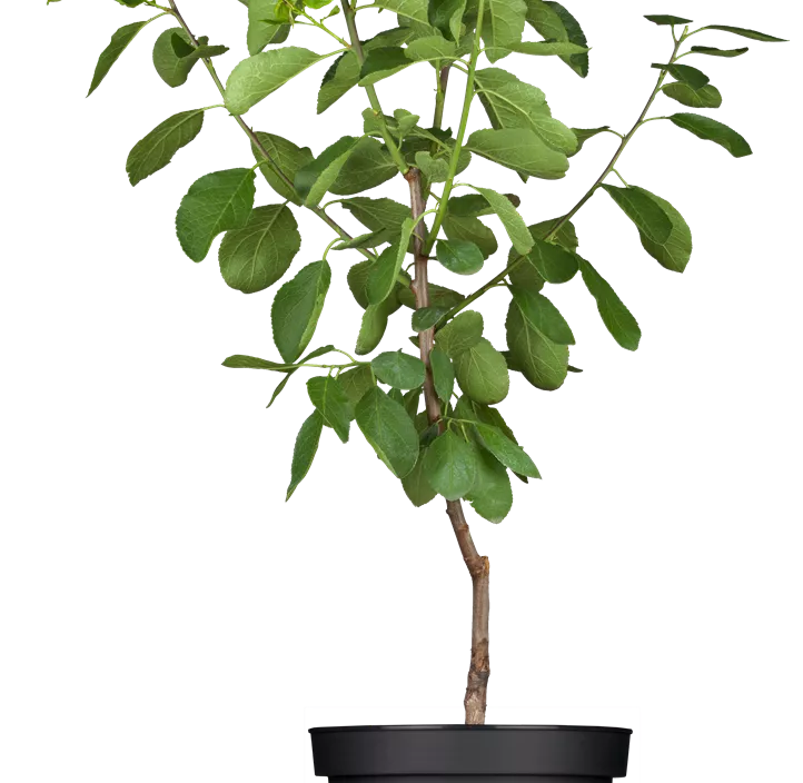 Kriechen-Pflaume 'Opal'