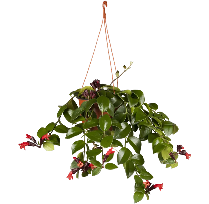 Schamblume 'Mona Lisa'