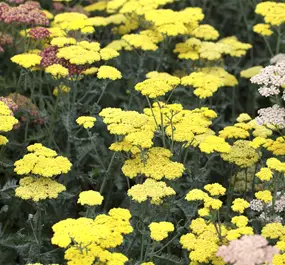 Achillea clypeolata Moonshine