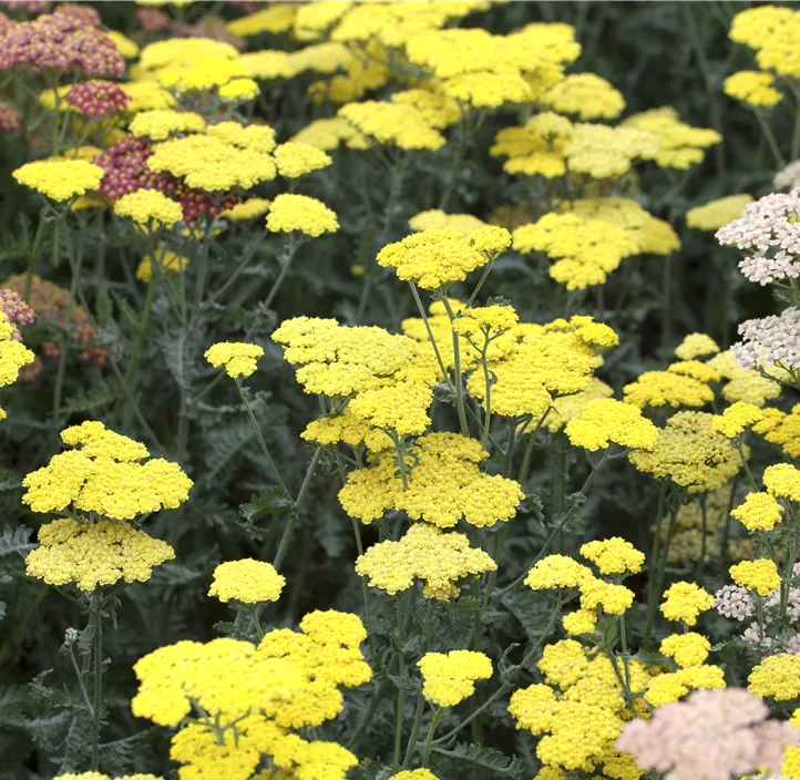 Garten-Goldquirl-Garbe 'Moonshine'