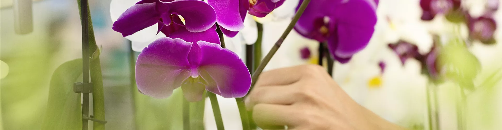 Orchideen - Bellaflora