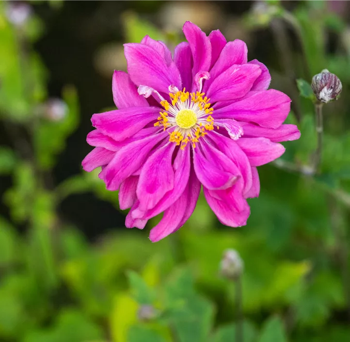 Garten-Herbst-Anemone 'Bressingham Glow'