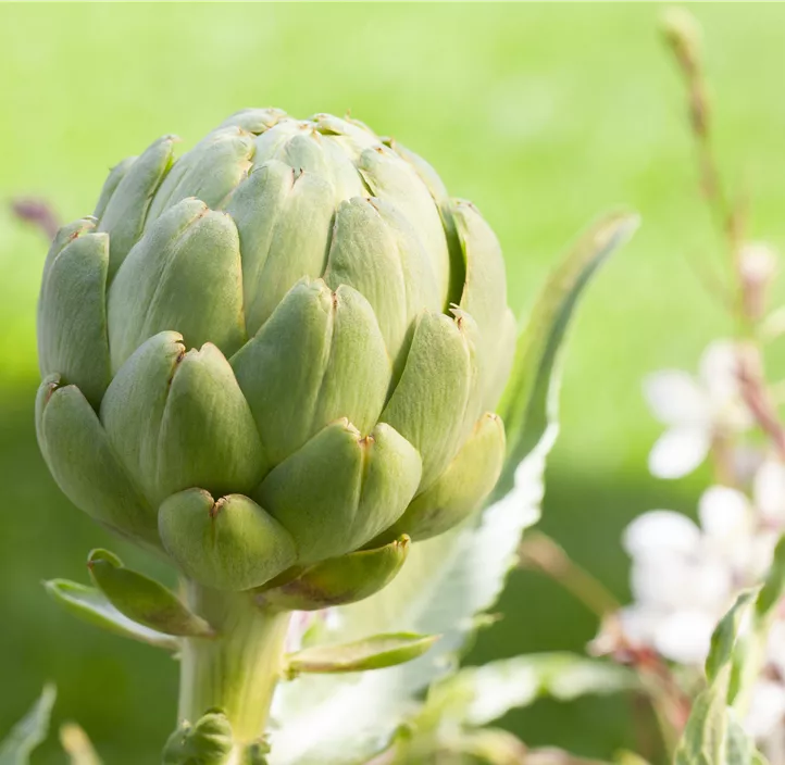 Gemüse-Artischocke