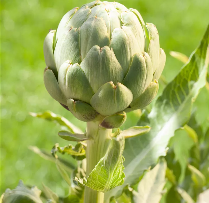 Gemüse-Artischocke