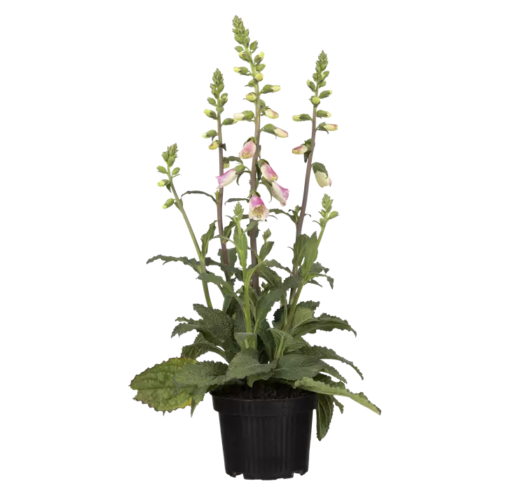 Garten-Fingerhut 'Pink Panther'