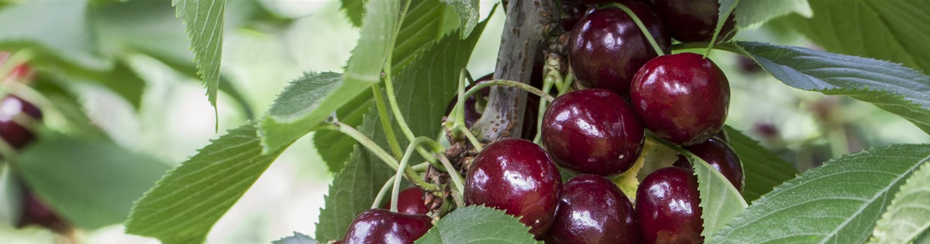 Prunus avium 'Lapins'