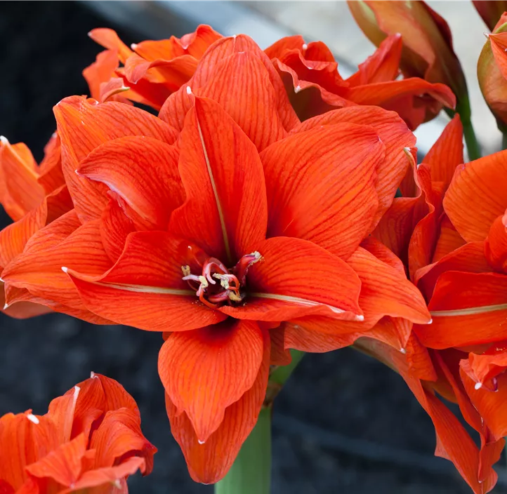 Amaryllis orange