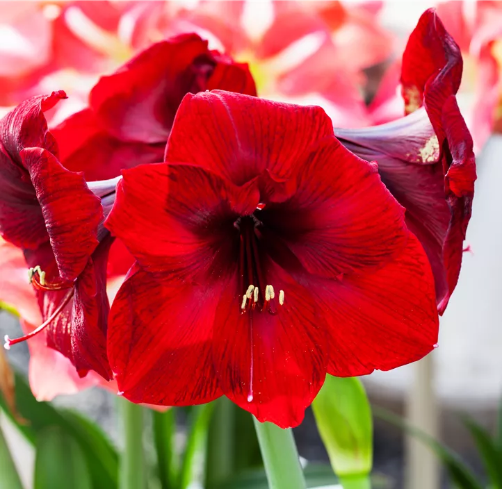 Amaryllis dunkelrot