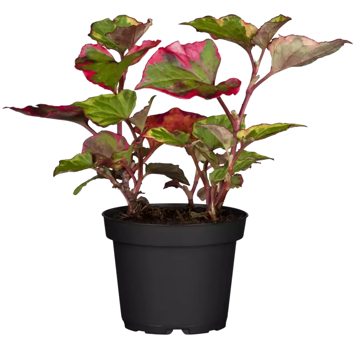 Buntblättriger Eidechsenschwanz