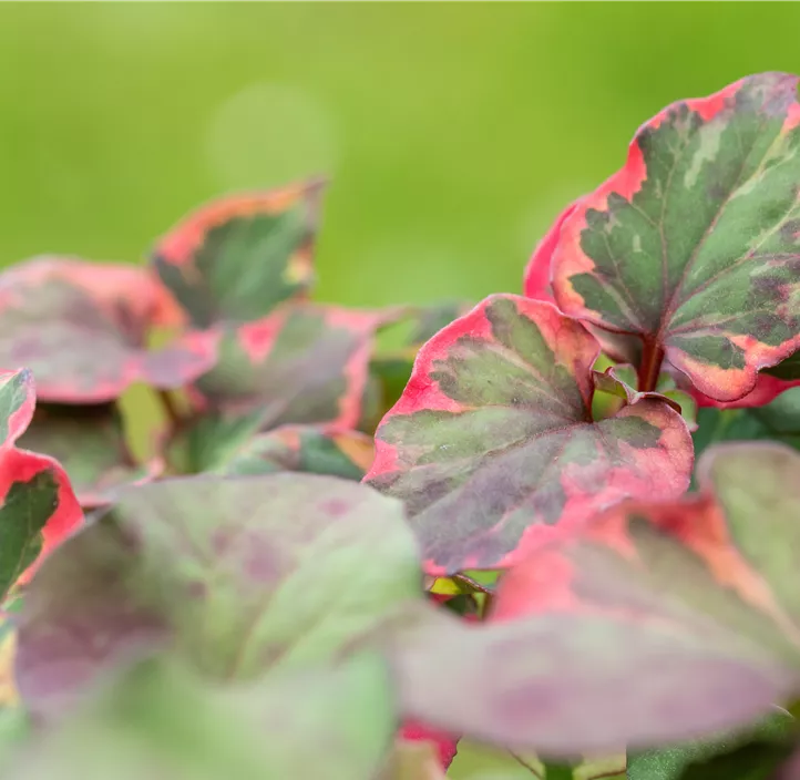 Buntblättriger Eidechsenschwanz