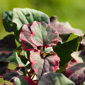 Houttuynia cordata Chameleon