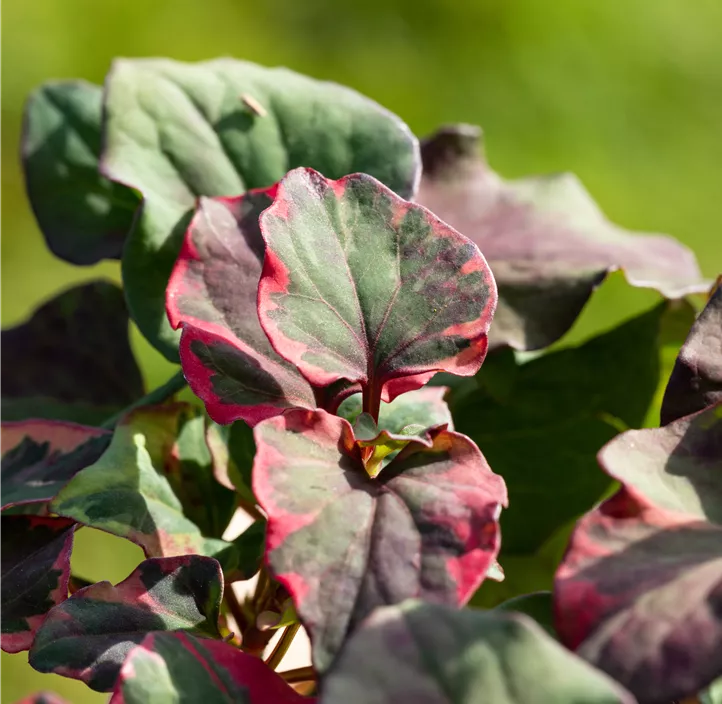 Buntblättriger Eidechsenschwanz