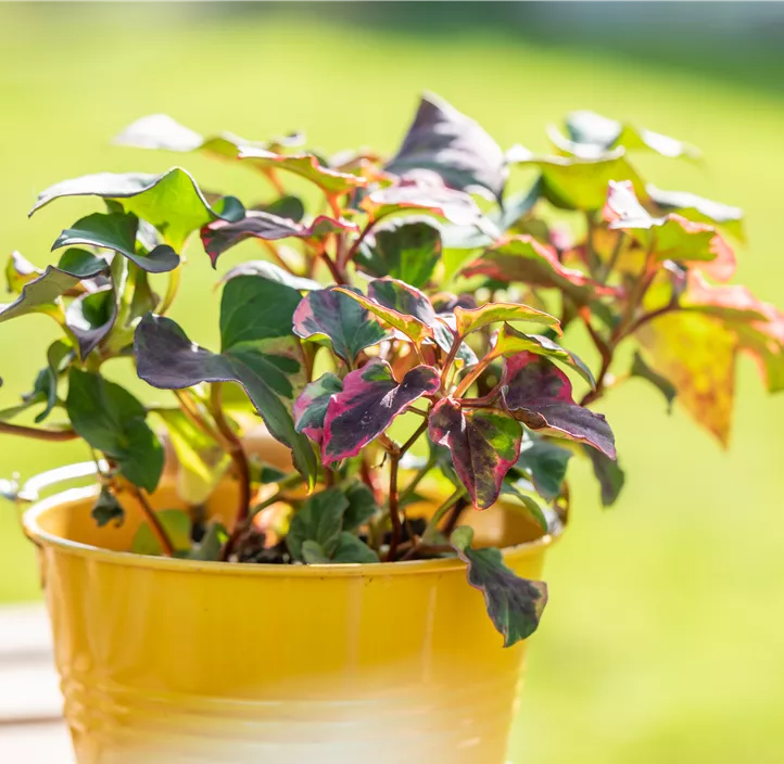 Buntblättriger Eidechsenschwanz