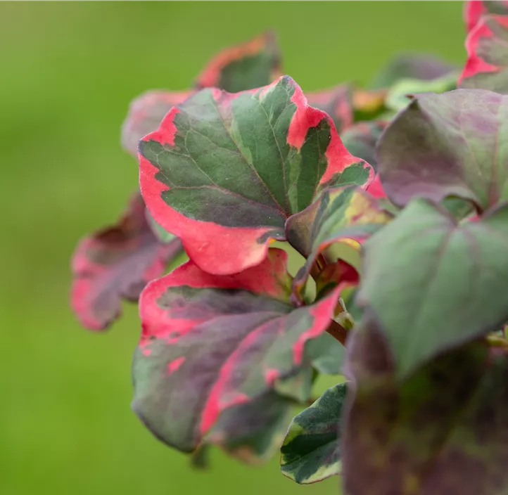 Buntblättriger Eidechsenschwanz