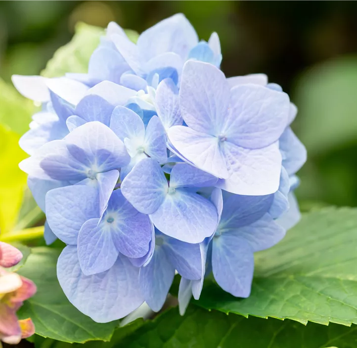 Hortensie 'Endless Summer'®