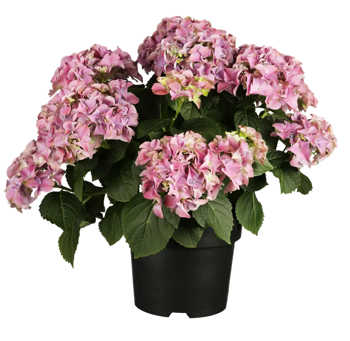 Gartenhortensie Music Collection