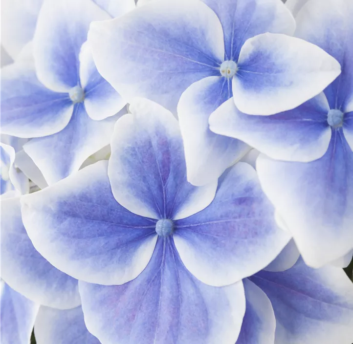 Gartenhortensie Music Collection