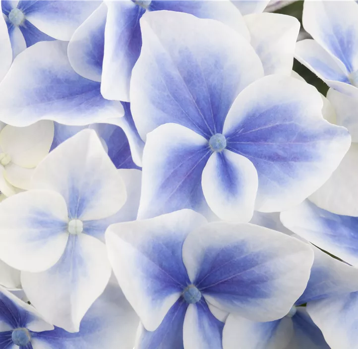 Gartenhortensie Music Collection