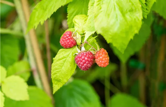 Himbeerstrauch Rubus (Himbeere) 'Primalba'