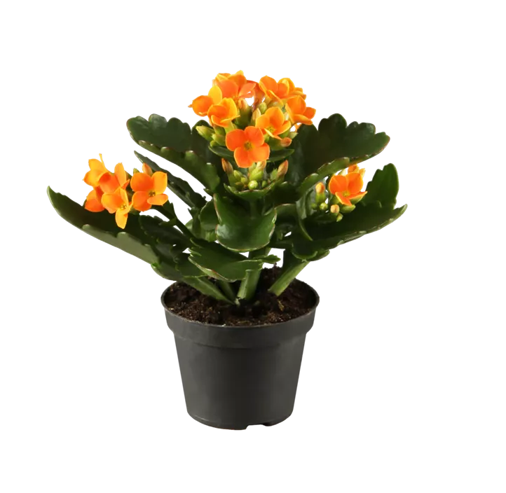 Mini-Kalanchoe