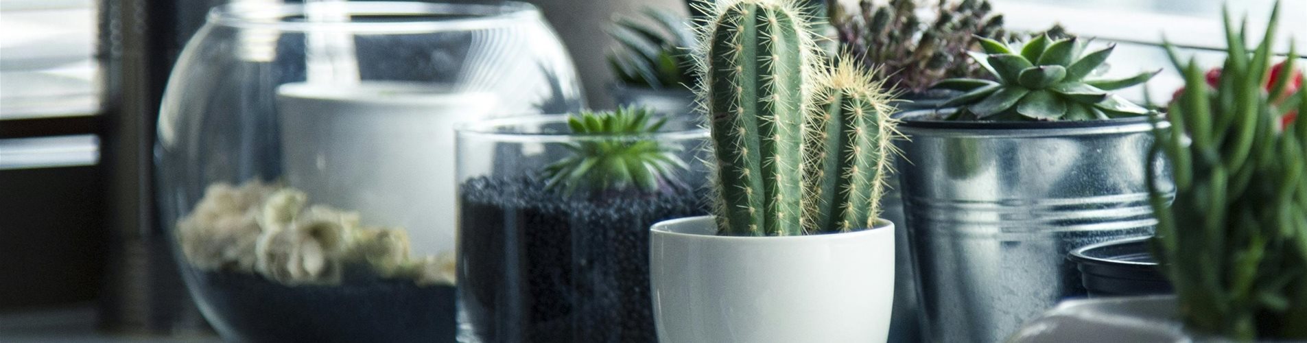 pexels-pixabay-37076-438-414-3764-2214