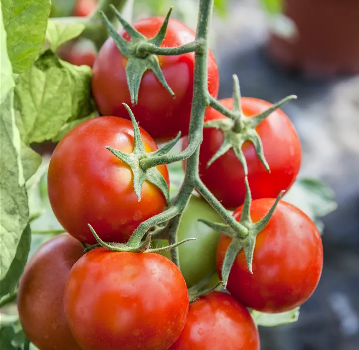 Tomate