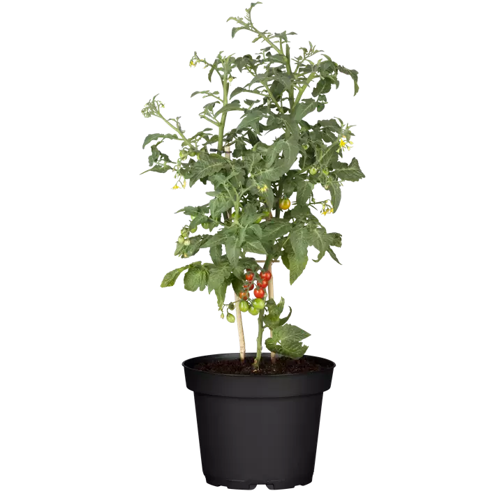 Snacktomate 'Candytom Red'®