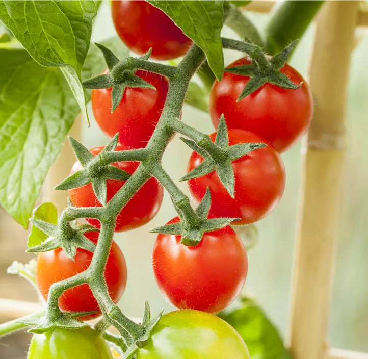 Snacktomate 'Candytom Red'®