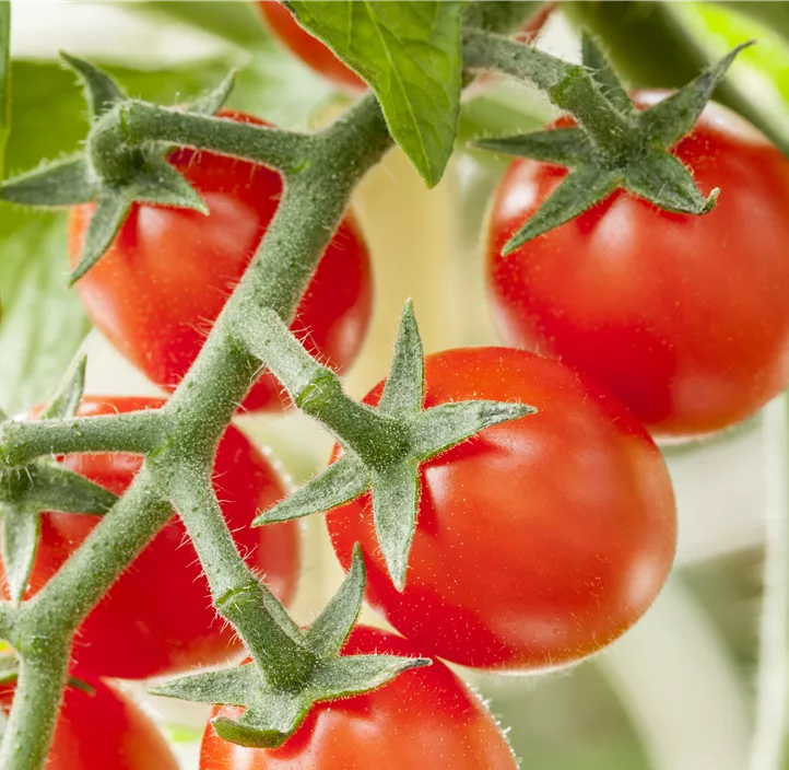 Snacktomate 'Candytom Red'®