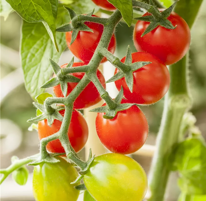 Snacktomate 'Candytom Red'®