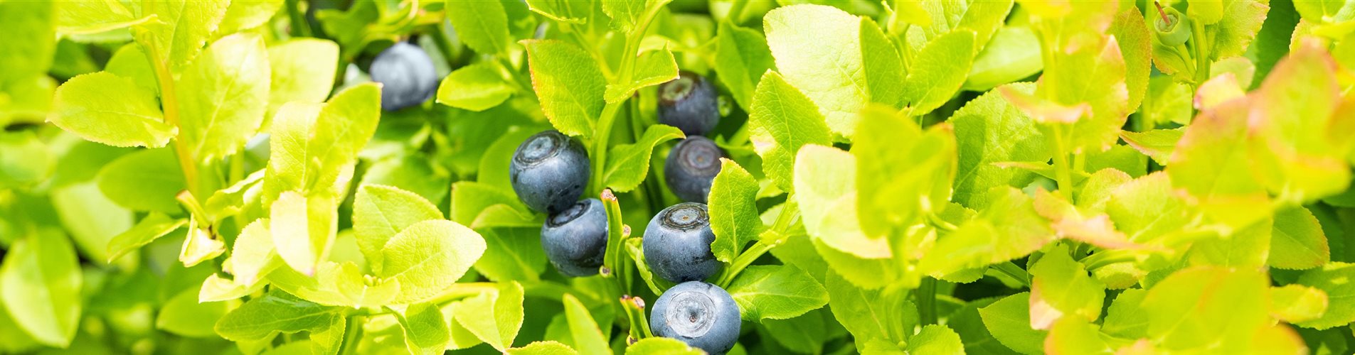 Vaccinium myrtillus 'Sinikka' Vaccinium myrtillus 'Sinikka'