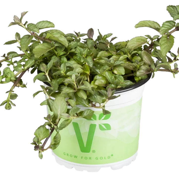 Schweizerische Garten-Minze