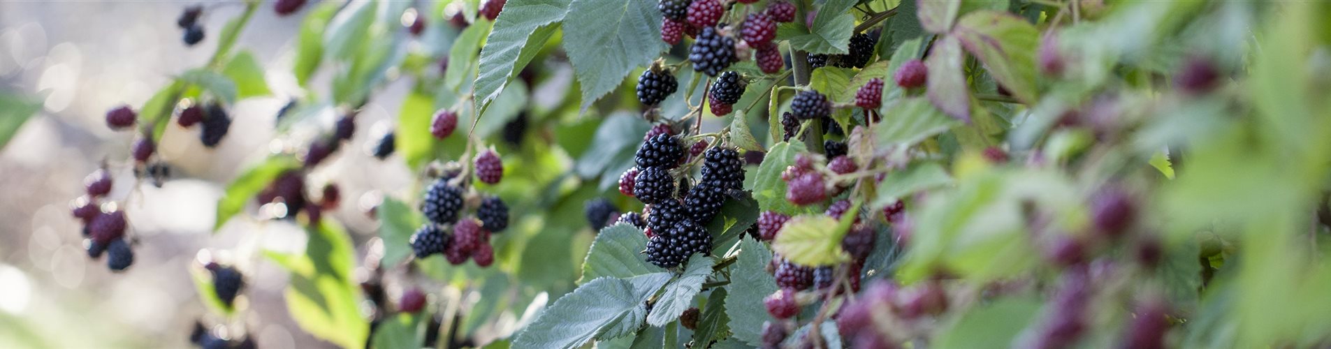 Rubus fruticosus Rubus fruticosus